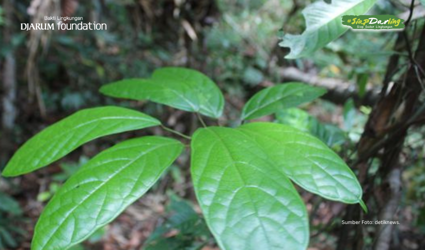 Penyedap Alami Warisan Dayak