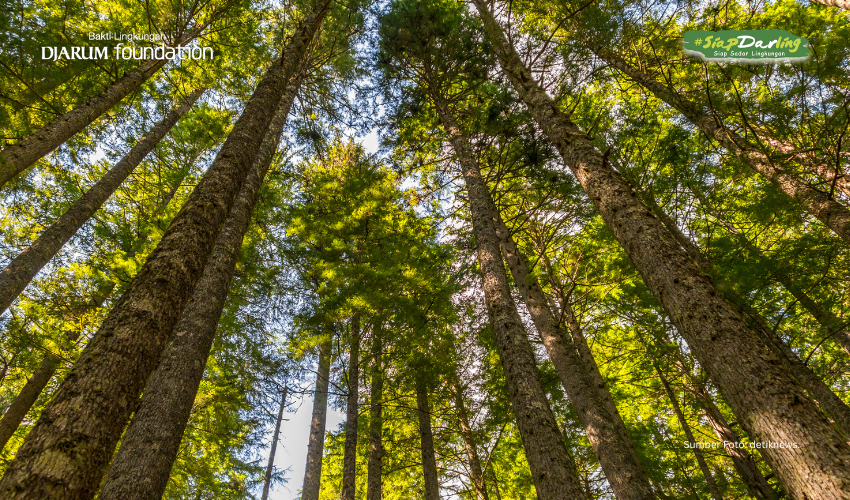 Pohon Tertinggi Ada di Sini