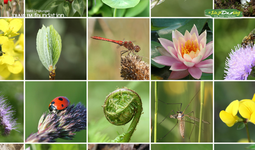 Harta Karun Baru! Indonesia Resmi Umumkan Penemuan 19 Spesies Baru