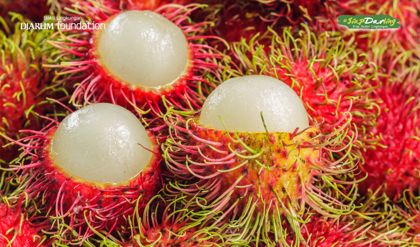 Tahun 2025 Belum Makan Rambutan? Simak Sederet Manfaat 'Underrated' dari Biji Hingga Akarnya