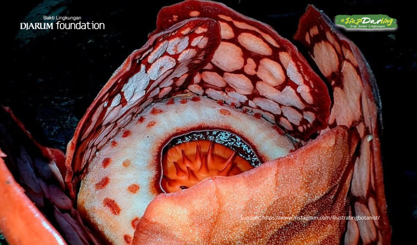 Pencarian 13 Tahun yang Akhirnya Terbayar: Kisah Penemuan Rafflesia hasseltii di Sumatra Barat