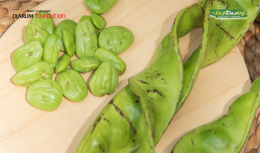 Petailodon: “Petai” Raksasa dari Banjarnegara yang Ternyata Bukan Petai