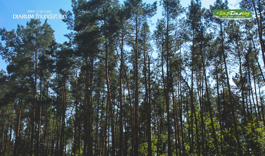 Sepertiga Pohon di Dunia Terancam Punah: Alarm Nyata untuk Kehidupan di Bumi