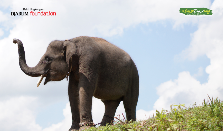 Suara yang Mulai Meredup: Nasib Gajah dan Ancaman Nyata bagi Ekosistem