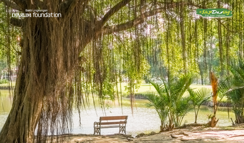 Merinding Se-Akar-Akar: Pohon Beringin, Antara Mitos dan Manfaat Nyata
