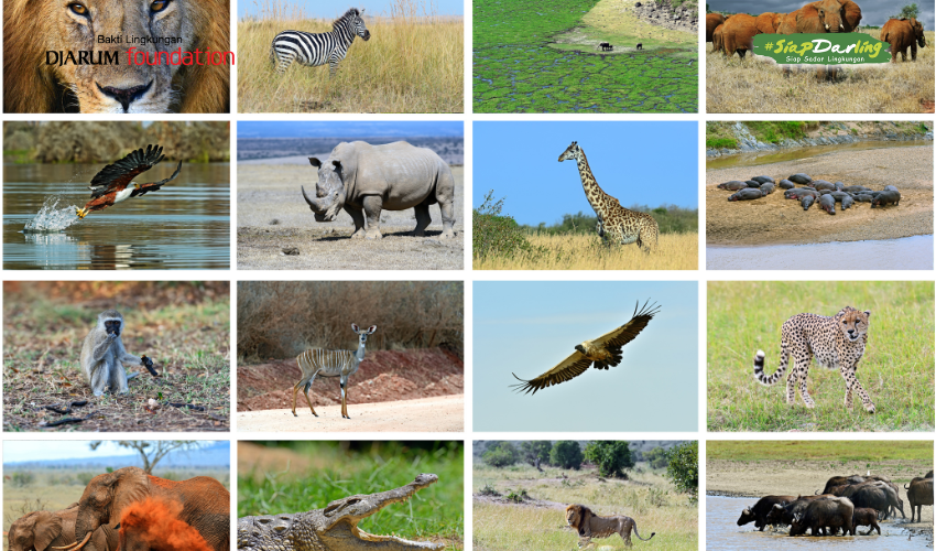 Apa Jadinya Hutan Tanpa Satwa Liar? Ini Dampaknya bagi Kehidupan