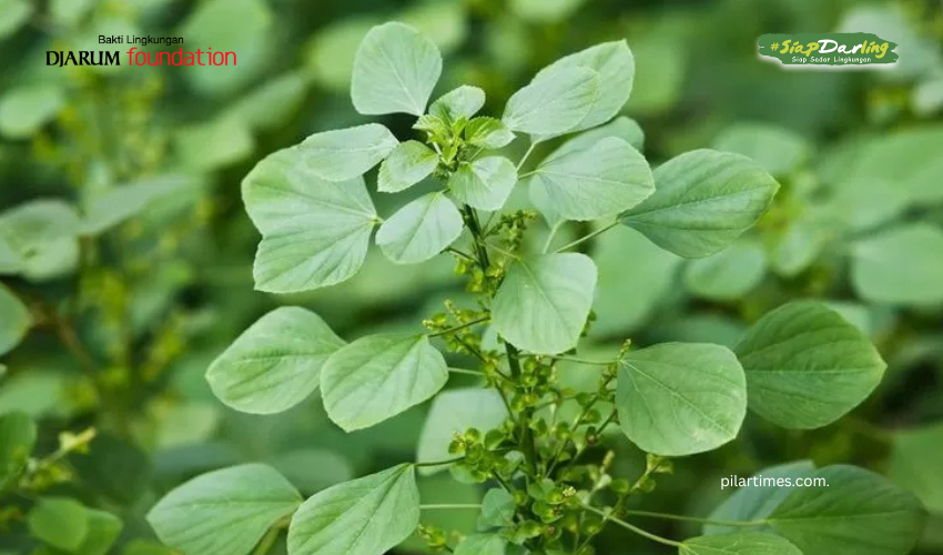 Tanaman Liar dengan Efek Unik pada Kucing dan Satwa Besar