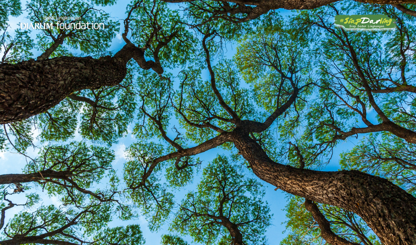 Pola Indah di Langit Biru: Fenomena Crown Shyness
