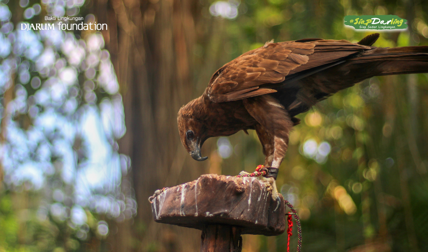 Elang Jawa, Sang Penguasa Jawa yang Mulai Langka