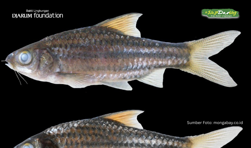 New Comer Mahakam River