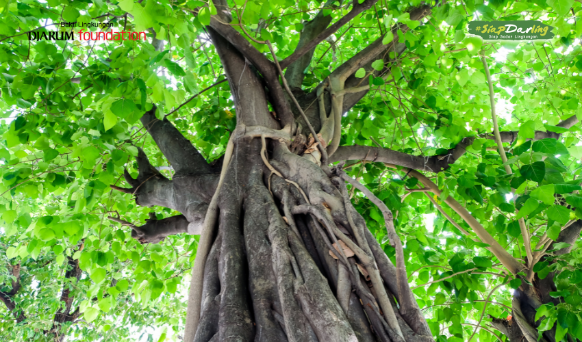 Ficus: Pohon yang Sering Dianggap Biasa, Padahal Perannya Luar Biasa