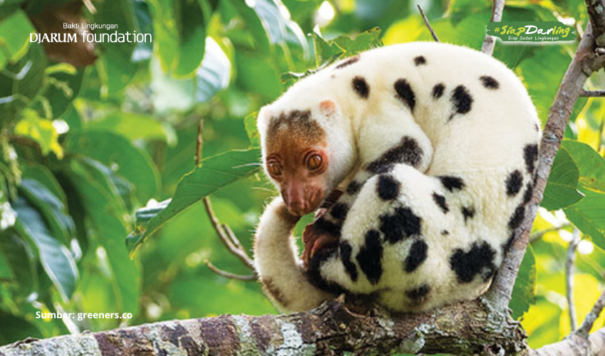 Ada Marsupilami di Raja Ampat?