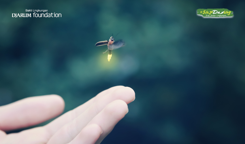 Apakah Kita Tidak Bisa Melihat Kunang-kunang Lagi?