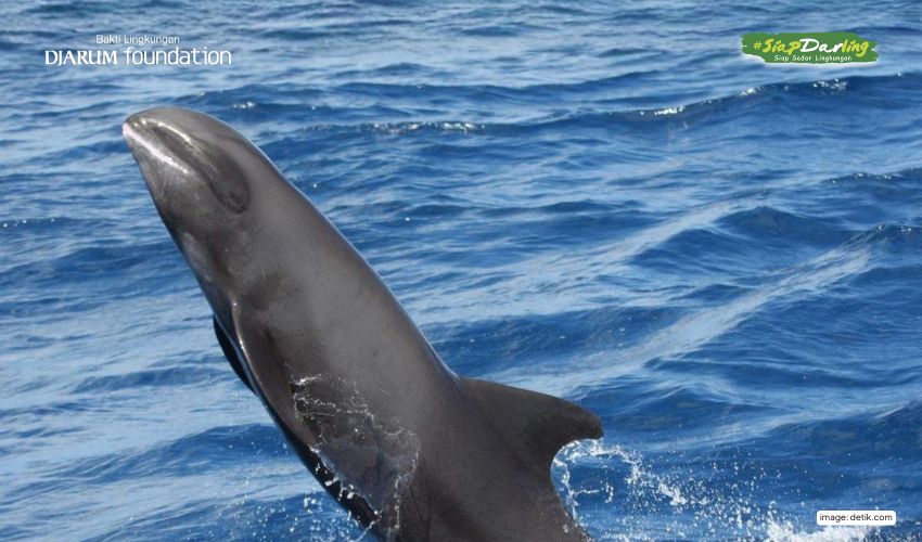 Ratusan Paus Kepala Melon yang Muncul di Laut Buton, Sebenarnya Lumba-lumba?