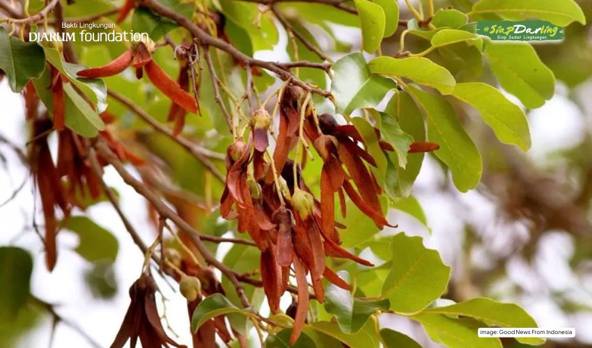 Bahan Baku Minyak Goreng Ramah Lingkungan, Tengkawang Namanya