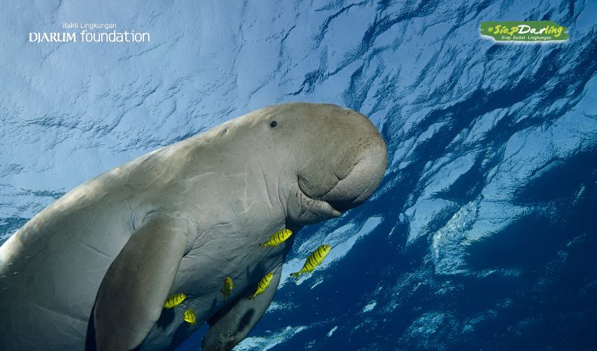 Duyung Itu Nyata, Tapi di Indonesia, Ia Terancam Punah