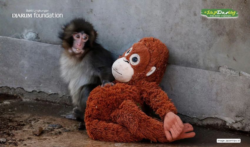 Punch, Monyet Jepang Sebatang Kara, Ditemani Boneka