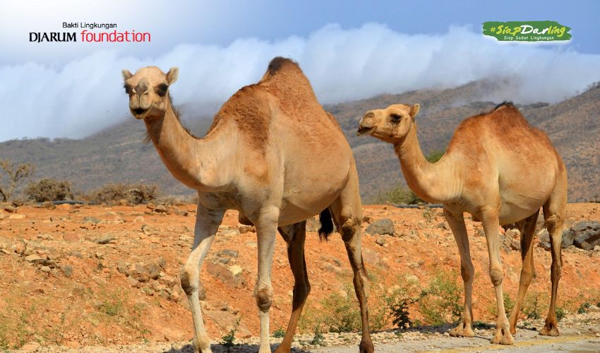 Gak Cuma Kamu, Satwa-satwa Ini Juga Berpuasa Lho!