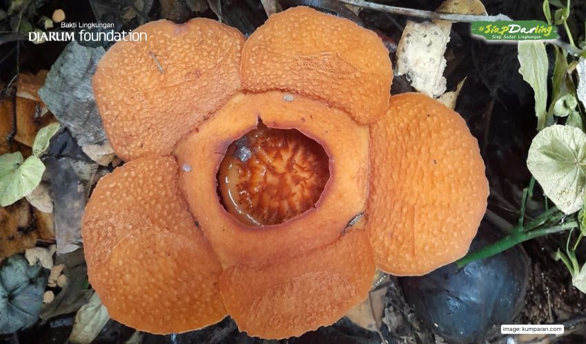 Kenalan Yuk dengan Rafflesia harjatii, Bunga Raksasa Baru dari Kalimantan!