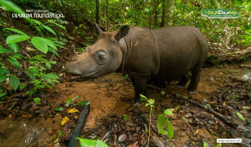 Dua Nama Terakhir yang Menjaga Badak Kalimantan dari Kepunahan
