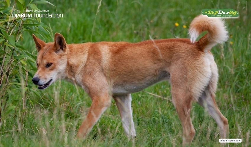 Anjing Bernyanyi Papua, Penjaga Gunung Carstensz yang Sempat Dianggap Punah