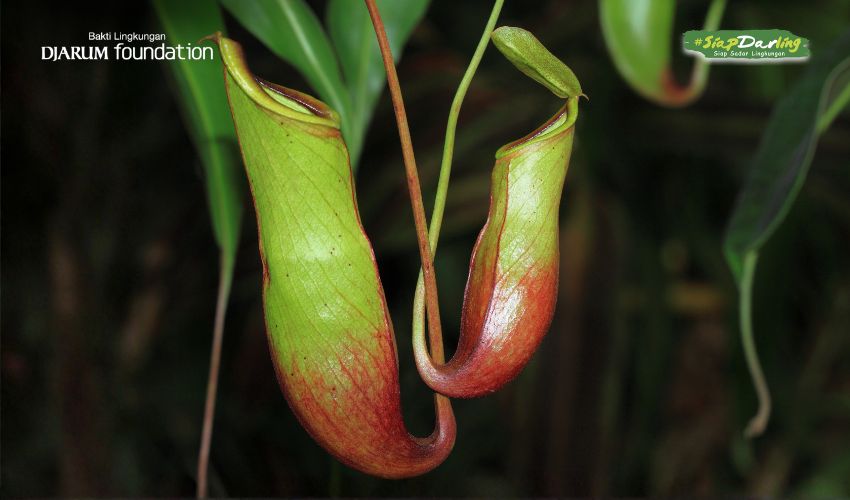 Misteri Tumbuhan Karnivora dan Bisakah Ia Memakan Manusia?