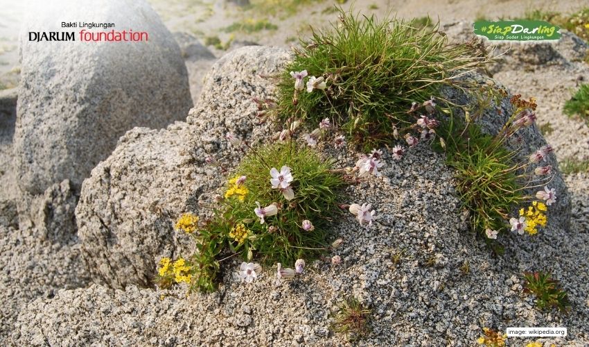 Tanaman Zaman Es Ini Hidup Lagi Setelah 32.000 Tahun