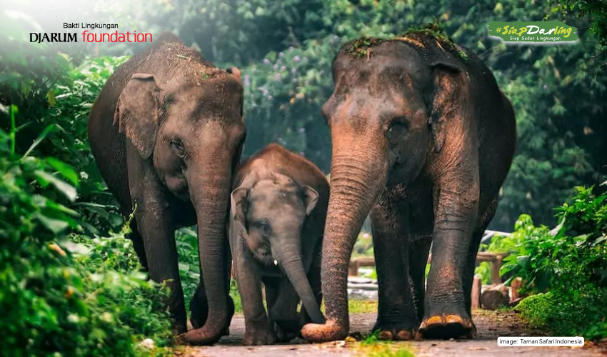 Kenapa Gajah Gak Boleh Ditunggangi Manusia?