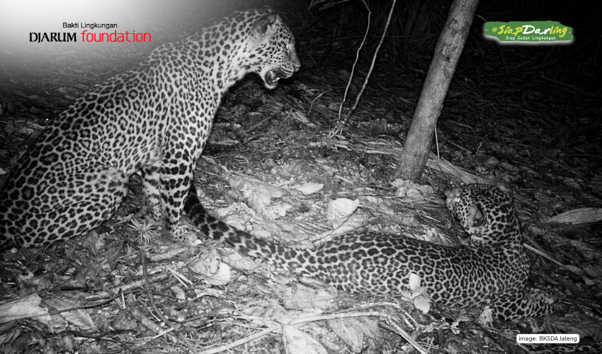 Auman yang Masih Terdengar di Rimba Hutan Muria