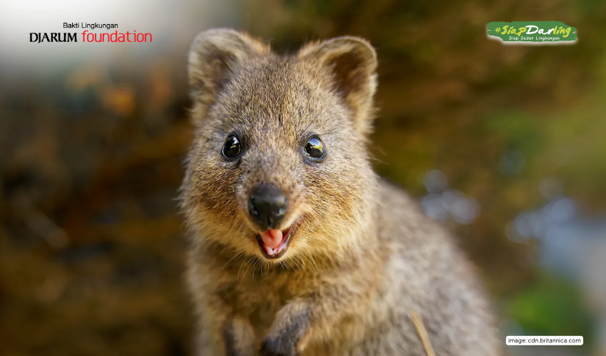 Darlings, Kenalin Si Paling Happy Sedunia