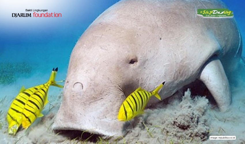 Duyung Si ‘Putri Laut’ Pengikat Karbon yang Jarang Disadari