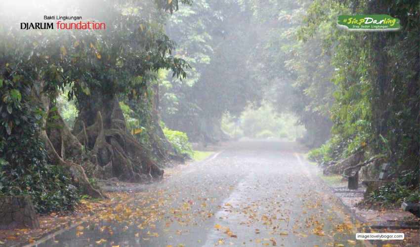 Pohon-pohon yang Kamu Temui di Jalan Ini, Ditanam Sejak Era Kolonial Lho