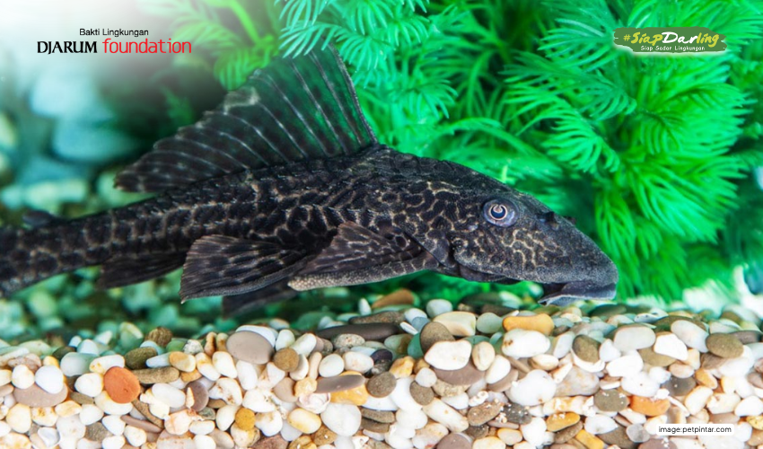 Masalahnya Bukan di Ikan Sapu-Sapu, Tapi… Kita