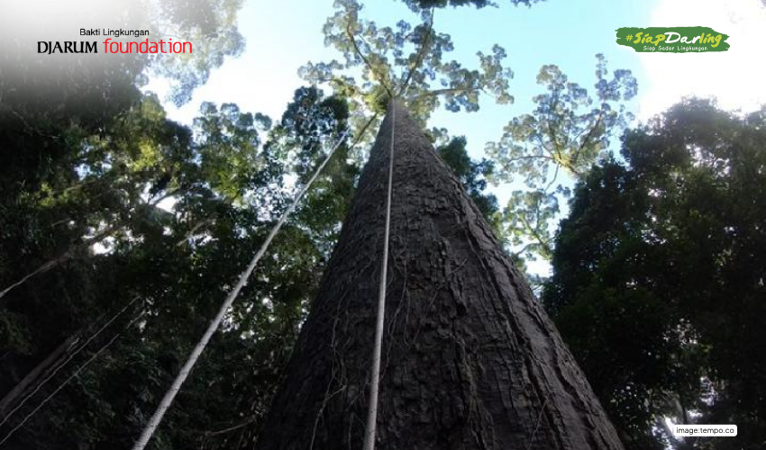 Meranti Kuning: Raksasa Hutan Kalimantan yang Diam-diam Menyentuh Langit dan Hampir Punah