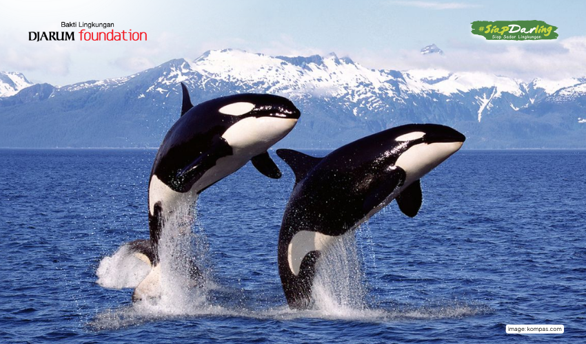 Ternyata Orca Punya 'Sirkel' dan Bahasa Gaul Sendiri!