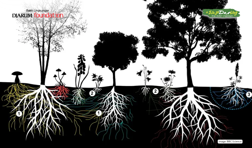 Kenalin, Wood Wide Web: Cara Pohon Ngobrol dan Networking dengan Pohon Lain