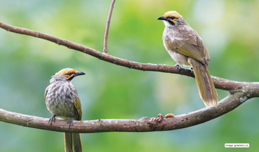 Burung Cucak Rowo: Dari Lirik Lagu Ikonik ke Sangkar Peliharaan