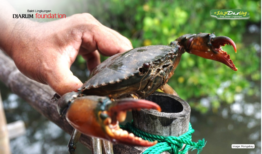 Yang Hidup Lestari di Hutan Mangrove: Kepiting Bakau!