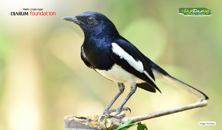 Mengapa Burung Semakin Jarang Bernyanyi di Kota?