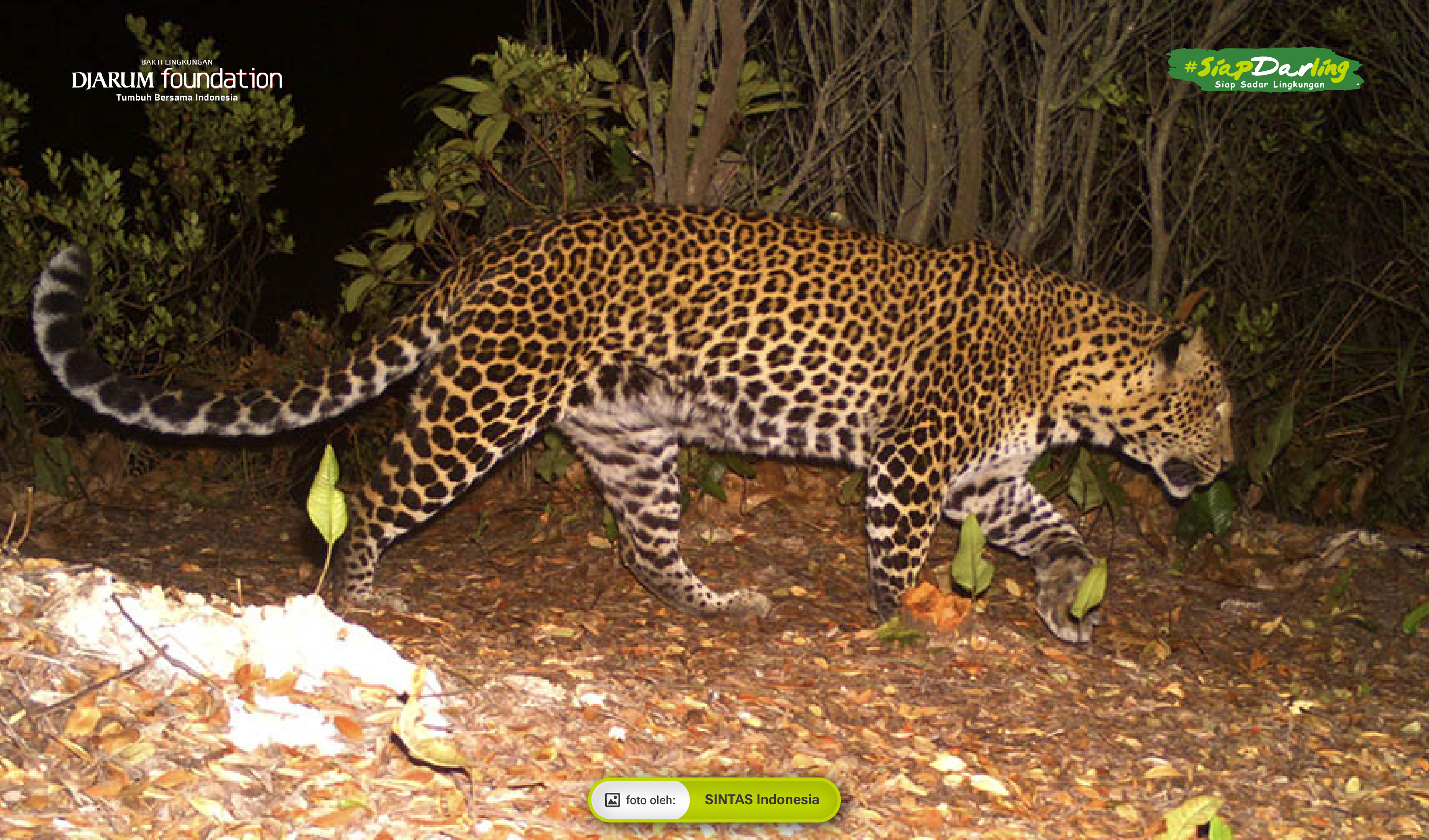 Macan Tutul Jawa Predator Penguasa Terakhir yang Jago Banget Ngumpet