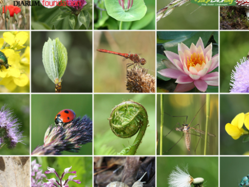 Harta Karun Baru! Indonesia Resmi Umumkan Penemuan 19 Spesies Baru