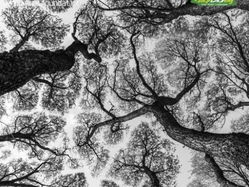 Pola Indah di Langit Biru: Fenomena Crown Shyness