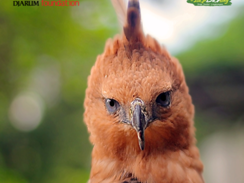 Elang Jawa, Sang Penguasa Jawa yang Mulai Langka