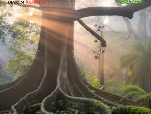 5 Pohon Kuat Penjaga Erosi yang Bantu Menjaga Tanah Tetap Stabil