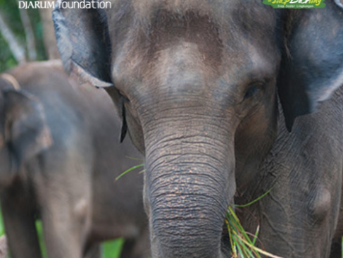 Gajah, Si Penyebar Benih yang Menjaga Ekosistem Tetap Seimbang