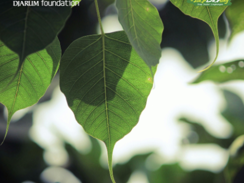 Ficus: Pohon yang Sering Dianggap Biasa, Padahal Perannya Luar Biasa