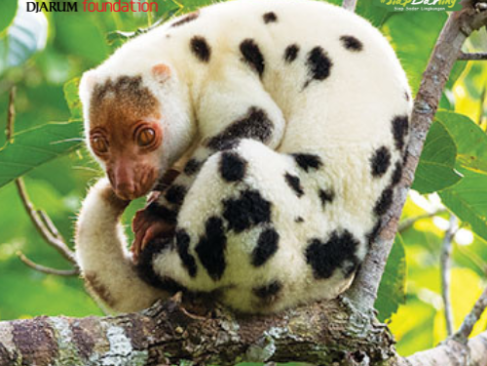 Ada Marsupilami di Raja Ampat?