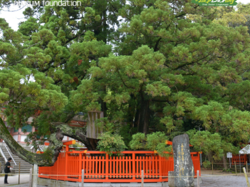 Jepang Nggak Cuma Bangun Kota, Mereka ‘Selamatkan’ Pohon Saat Membangun Trotoar