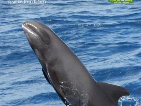 Ratusan Paus Kepala Melon yang Muncul di Laut Buton, Sebenarnya Lumba-lumba?