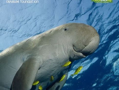 Duyung Itu Nyata, Tapi di Indonesia, Ia Terancam Punah